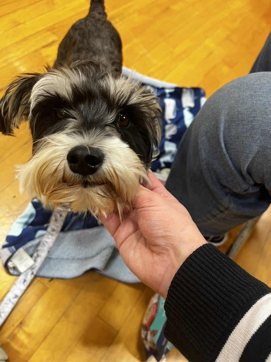osumner259's tweet photo. This evening out sweet girl finished week 2 of her first set of trainings to become a therapy dog for @WichitaUSD259 #WPSfamily #wpsproud https://t.co/tKI0BtHqtv