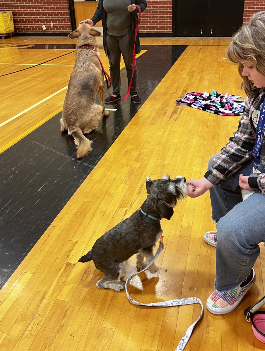 osumner259's tweet photo. This evening out sweet girl finished week 2 of her first set of trainings to become a therapy dog for @WichitaUSD259 #WPSfamily #wpsproud https://t.co/tKI0BtHqtv