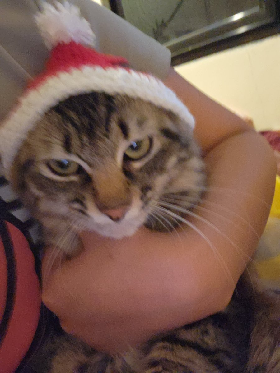 lael2117's tweet photo. @TweetsOfCats https://t.co/00STHlyoFZ