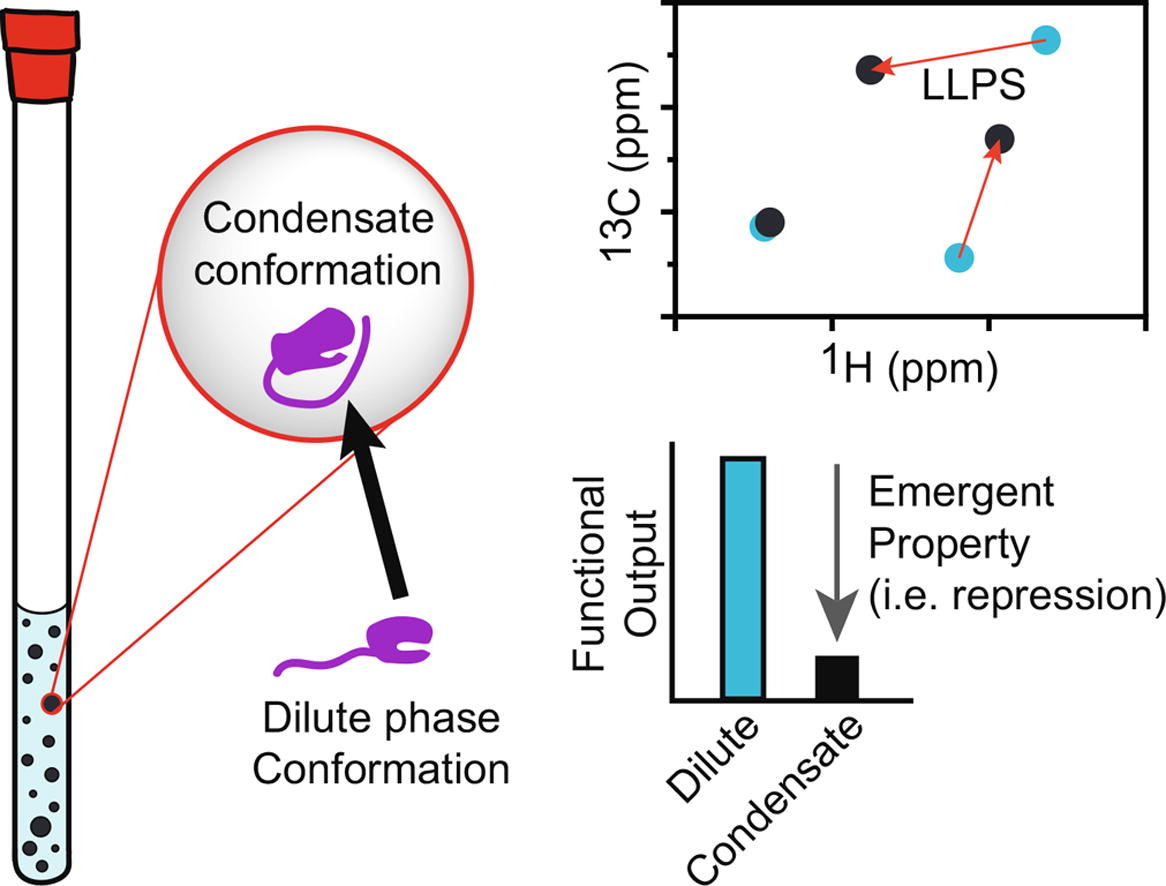 Check out this review article by former graduate student Ryan Tibble dedicated to Gerhard Wagner for his 75th Birthday on the challenges and opportunities for NMR  spectroscopy in biological condensates. authors.elsevier.com/sd/article/S10…