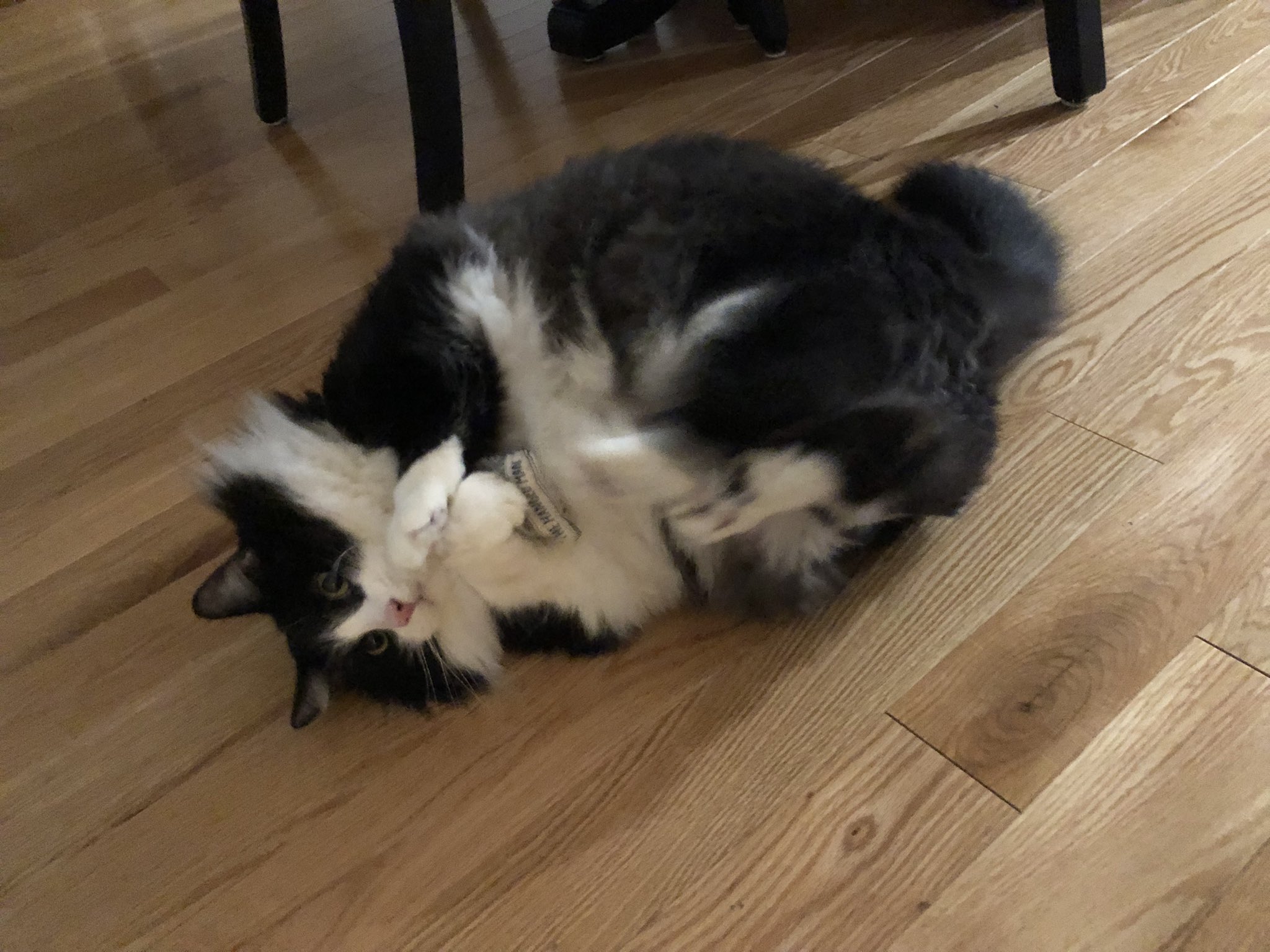 @TweetsOfCats https://t.co/ChWKfaOUaR