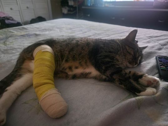 Thanks to everyone who voted for Tiger! Remember, you can vote for free every day, so be sure to vote! We can win this!

(Link in comments)

#Cat #CatsofTwittter #cats #CatsLover