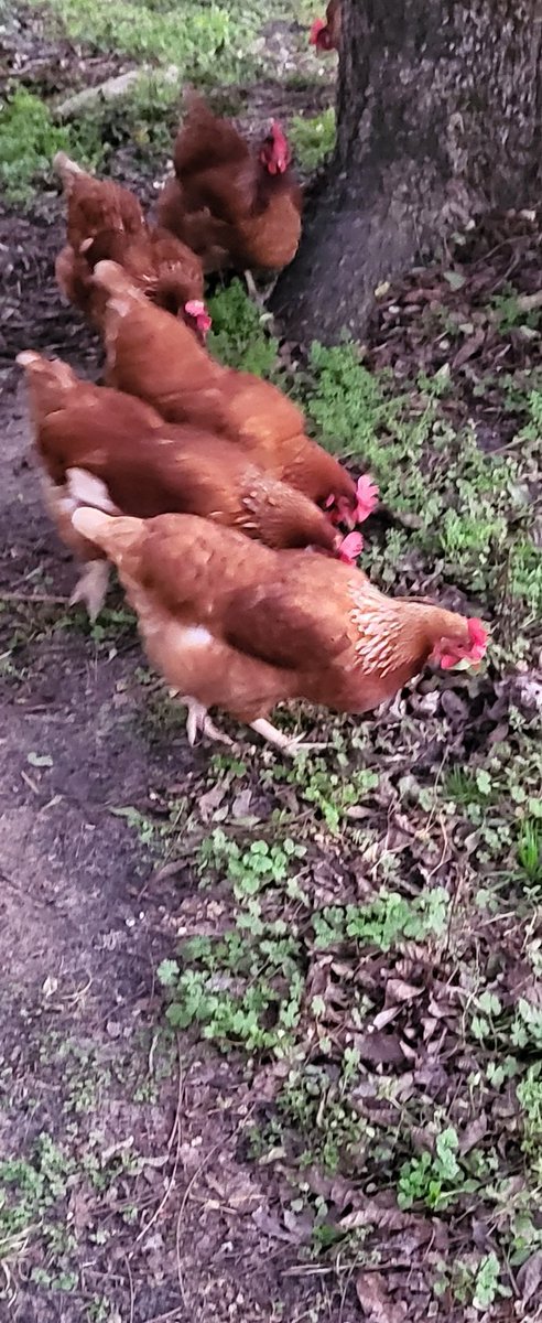 Kitana غ tweet media