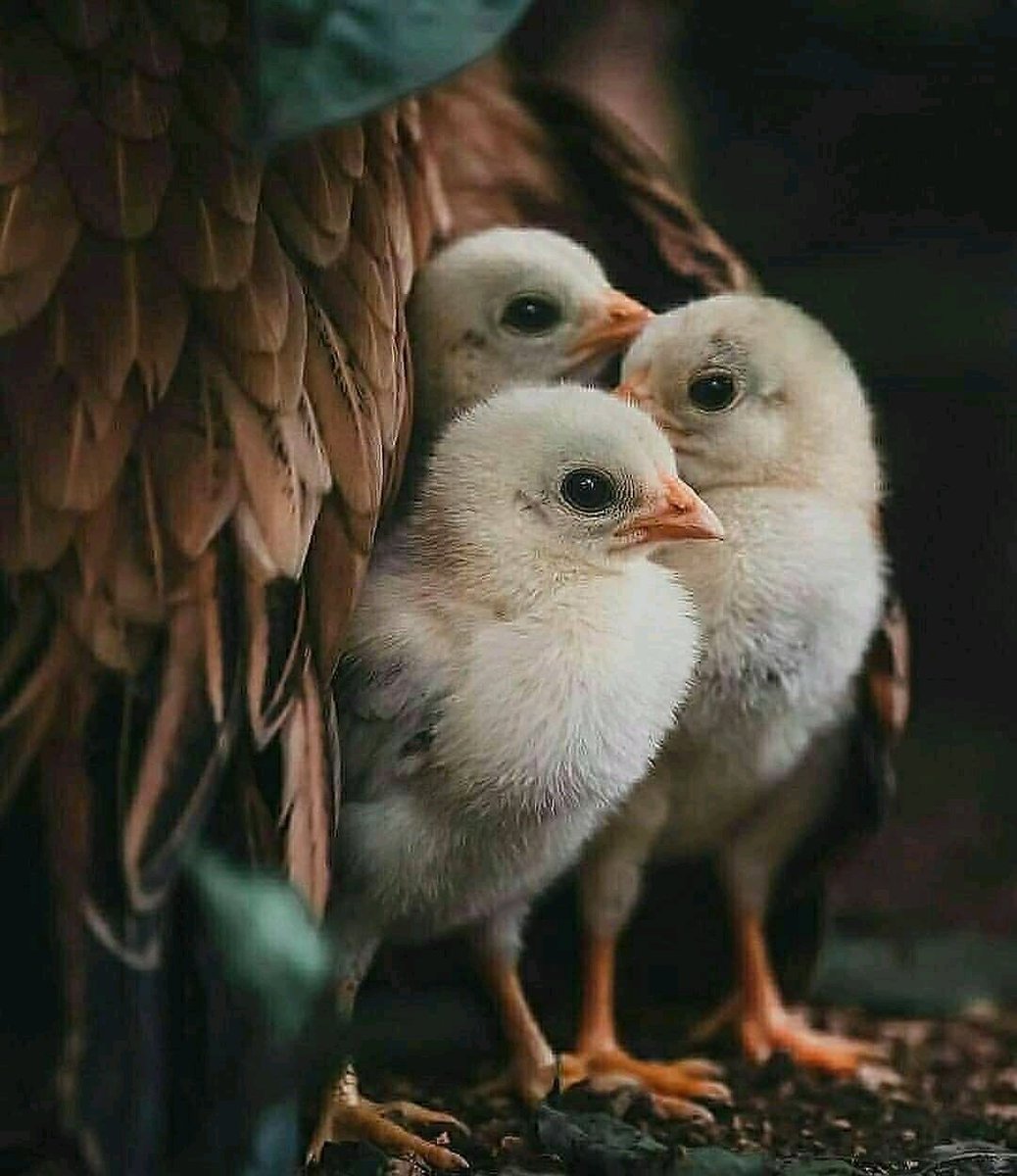 hamo11149's tweet photo. لا أمان كأمان الأم .. ولا دفء كدفئها .. ولا حضن أوسع من حضنها ❤ https://t.co/qLsFWzVd1P
