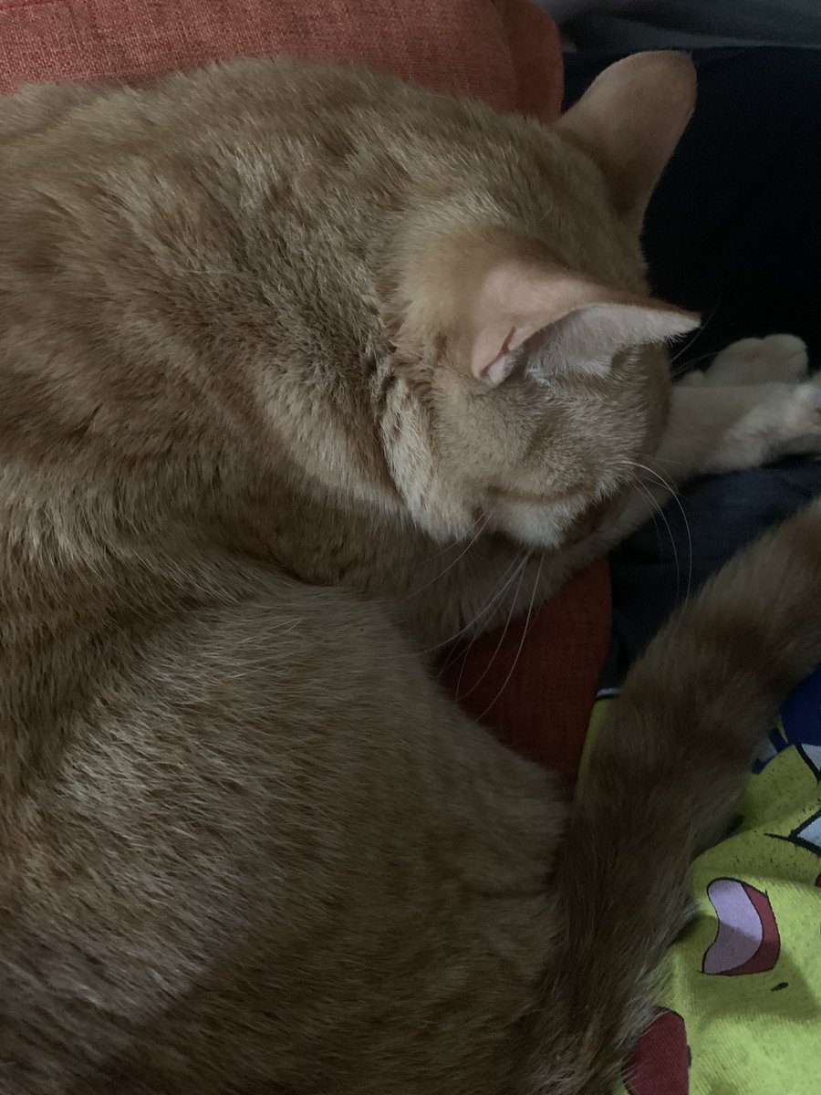 arosybud's tweet photo. she gives me comfort at my worst 🖤 https://t.co/LNPZVMYuia