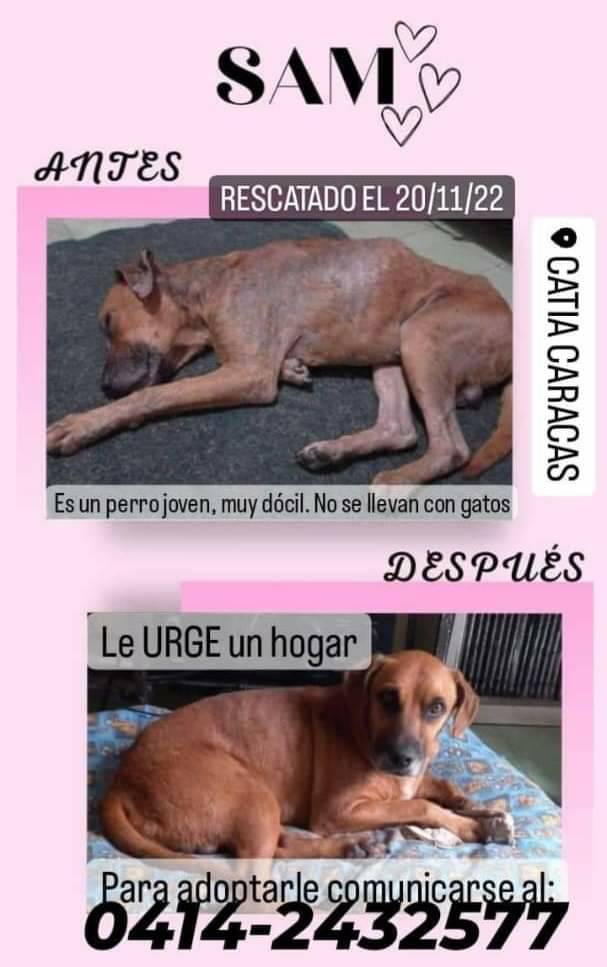 PerroUsuario's tweet image. Después de rescatado y ponerlo así de guapo, ahora Sam #BuscaUnHogar  responsable, CARACAS