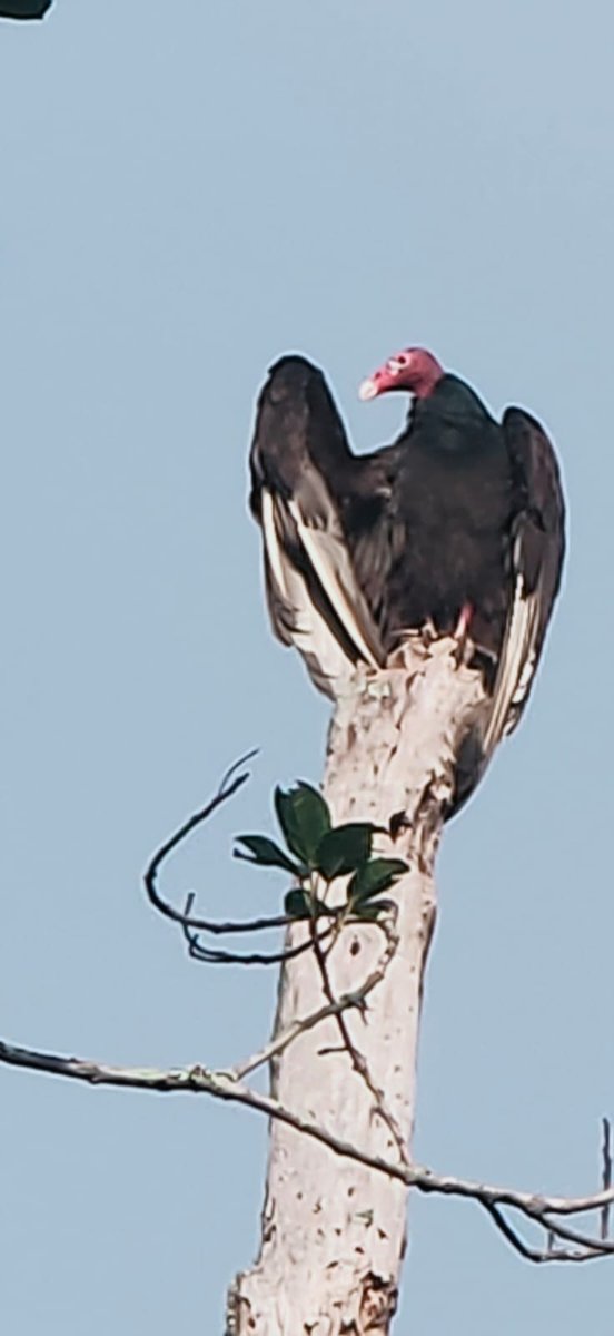 cerrodeculebras's tweet photo. no hay rastro del cadáver 
viento y olfato son sus ejes
voluptuosa Aura  
acariciada por el sol @ArianaHar @xoxocayotl @ginadiezbarroso @malvafg @XochitlXopxo @mariabaranda62 @KarenVilleda @mluiselli @nadiacontreras_ @elisa_carinae @karla_sagonz @ibbergman @Ana_Velarde_ @aaural https://t.co/PKkky8USP2