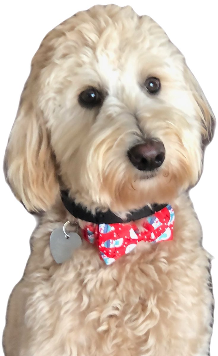 Rhonda&Marley! (@_marleys_world) on Twitter photo Marley had a great day at school today and got lots of love! ❤️ She is working really hard at becoming a great Therapy Dog. @CocklinSally <a href="/eastfieldglobal/">Eastfield Global</a> <a href="/MBaker_RunSun/">Michelle Baker</a> Marley had a great day at school today and got lots of love! ❤️ She is working really hard at becoming a great Therapy Dog. @CocklinSally <a href="/eastfieldglobal/">Eastfield Global</a> <a href="/MBaker_RunSun/">Michelle Baker</a>