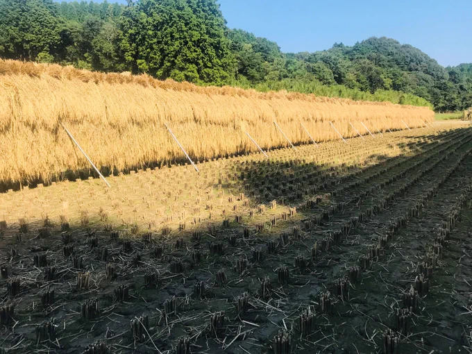 【ご案内】親戚と作っているお米「ヒノヒカリ」(天日干し)の通販を行っておりますお得な定期便プランもあり、お米の他にじゃがいもやさつまいもなど同封させていただいております。何卒、よろしくお願いします※おまけの内容は都度変わります。⠀【詳細・お申込】 