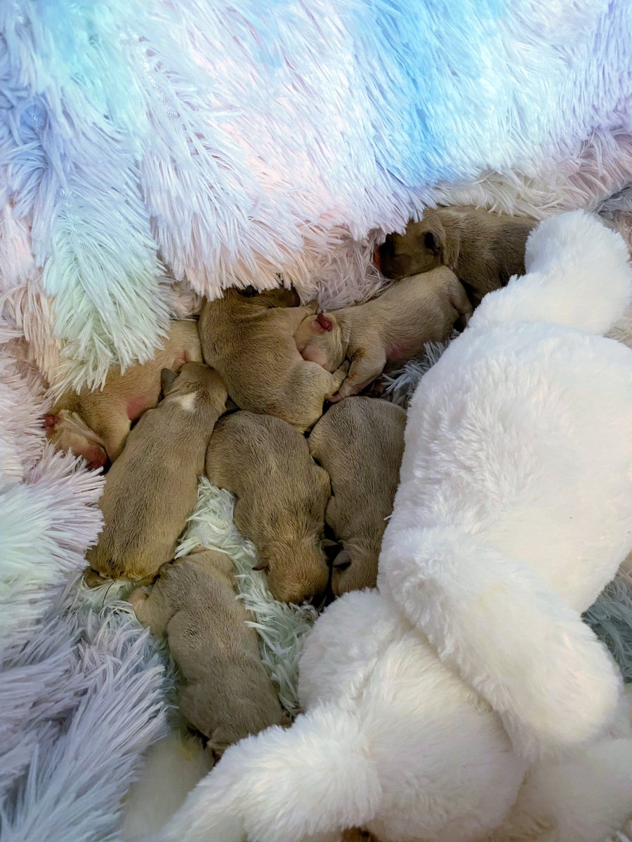 New French Bulldog puppies! 
Born Jan15th, 2023 to Cane & Queenie
Please Call or text Leslie @ 918-798-9912 for info. or to reserve
lesliesoklahomaenglishbulldogs.com

#bulldogpuppy    #bulldog  #puppiesofinstagram #puppy #bulldoglove #bulldogpuppies  #puppies #puppylove #frenchbulldogpuppy