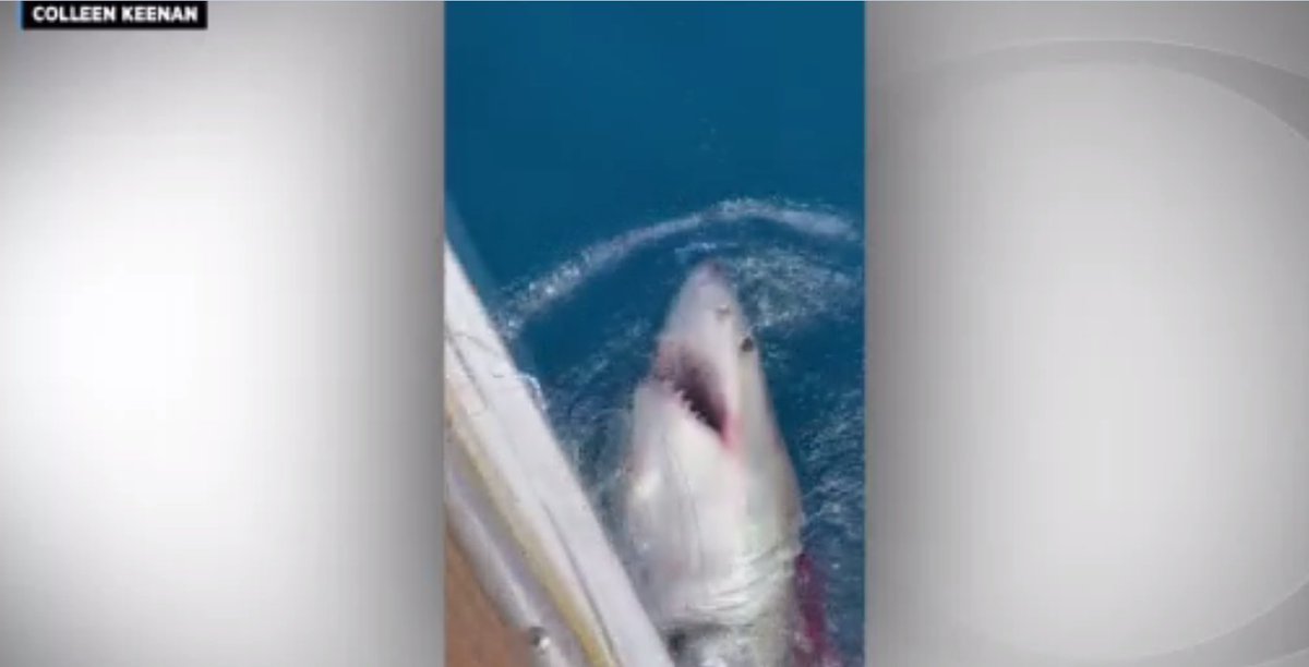 12-year-old boy caught on video reeling in great white shark off coast of Fort Lauderdale Tuesday morning.
cbsnews.com/miami/news/to-…