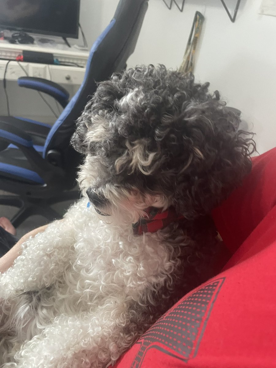 hwdCase33_'s tweet photo. This is probably one of the hardest posts I’ve ever made and I’m struggling to breathe right now as I’m typing this but I’ll never forget the fun memories I have had with my dog. She was my best friend since I was born. I love you so much Snuggles and will miss you dearly. RIP 💔 https://t.co/QpdoPK31wD