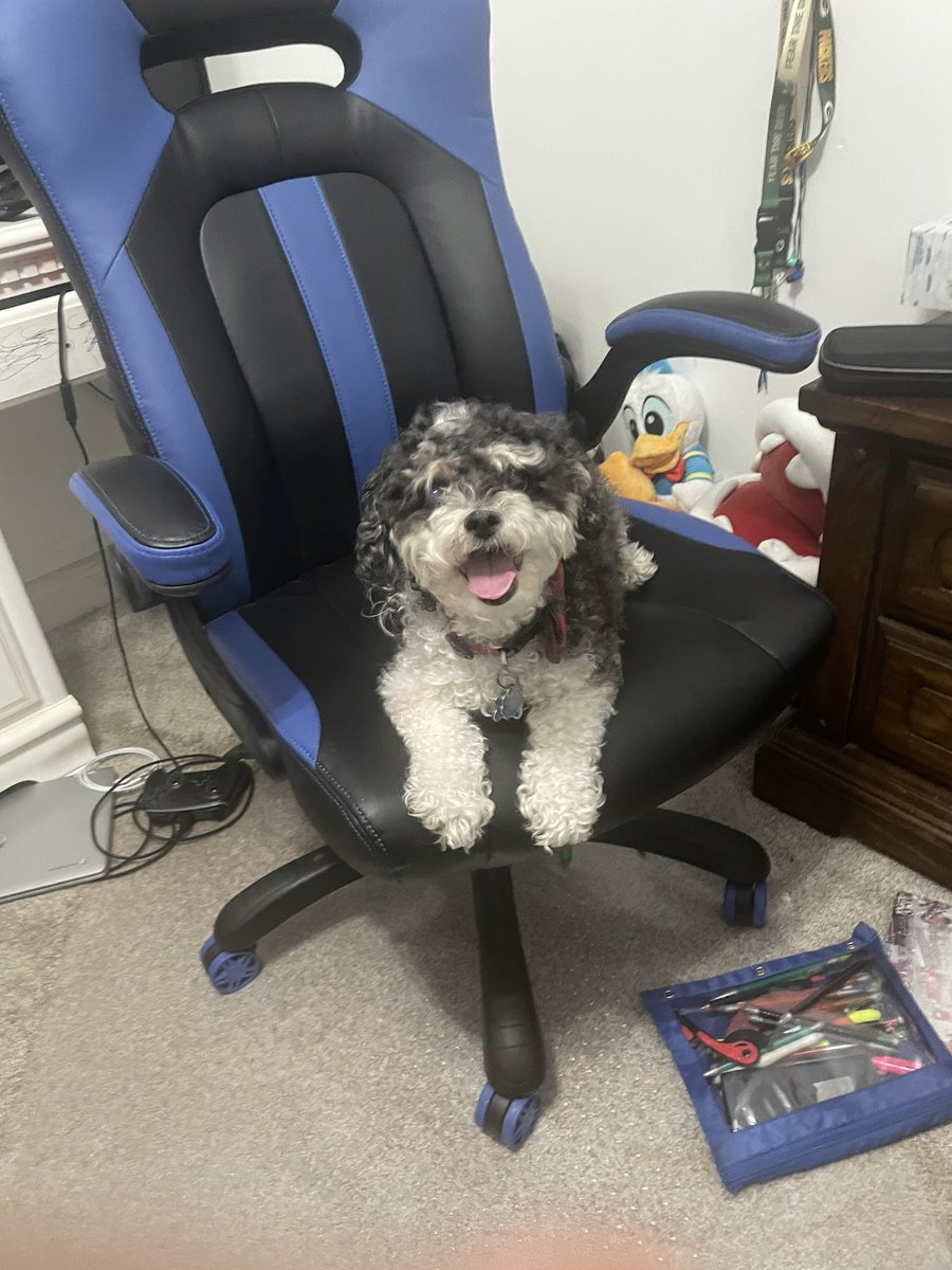 hwdCase33_'s tweet photo. This is probably one of the hardest posts I’ve ever made and I’m struggling to breathe right now as I’m typing this but I’ll never forget the fun memories I have had with my dog. She was my best friend since I was born. I love you so much Snuggles and will miss you dearly. RIP 💔 https://t.co/QpdoPK31wD