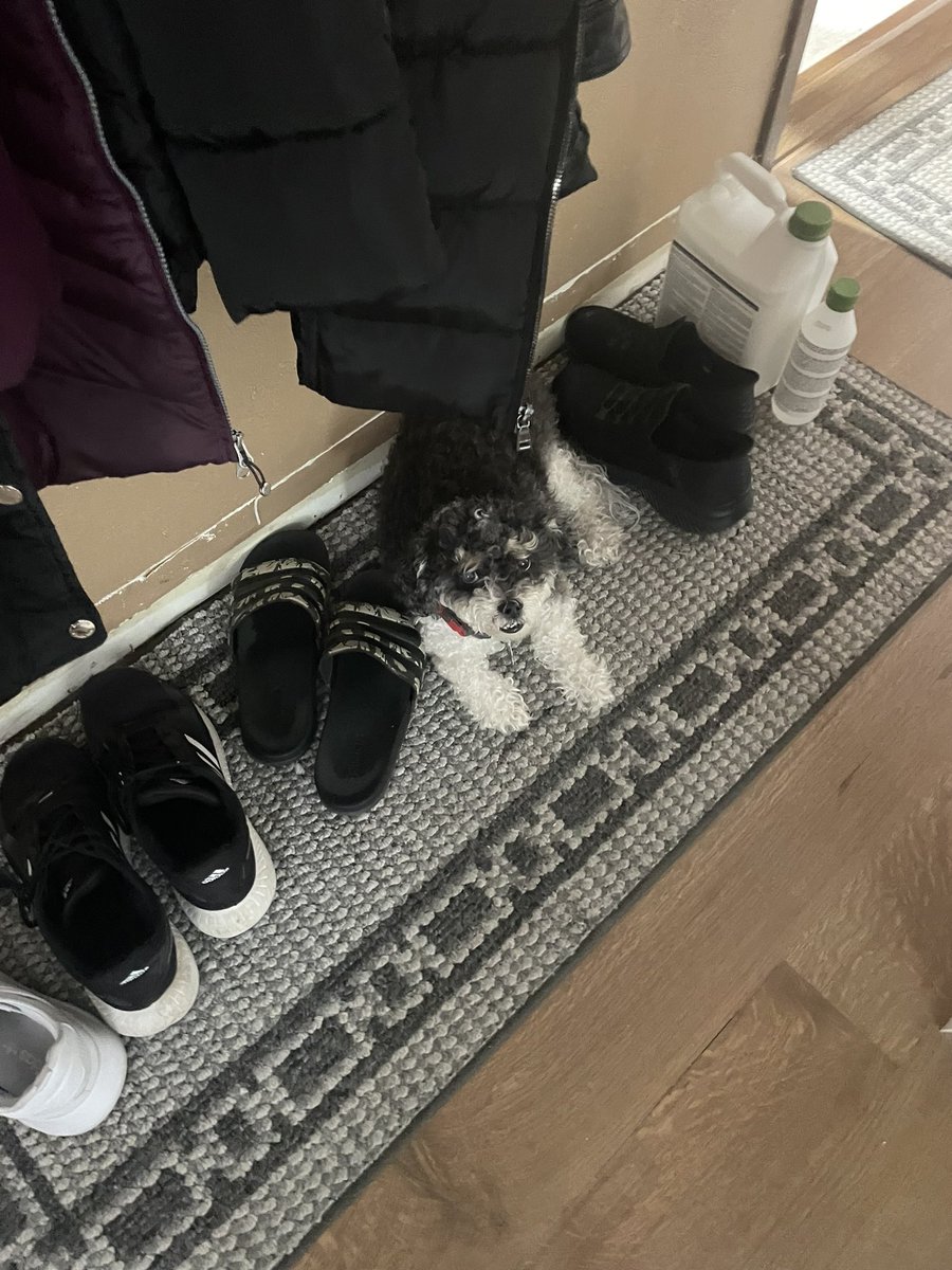 hwdCase33_'s tweet photo. This is probably one of the hardest posts I’ve ever made and I’m struggling to breathe right now as I’m typing this but I’ll never forget the fun memories I have had with my dog. She was my best friend since I was born. I love you so much Snuggles and will miss you dearly. RIP 💔 https://t.co/QpdoPK31wD