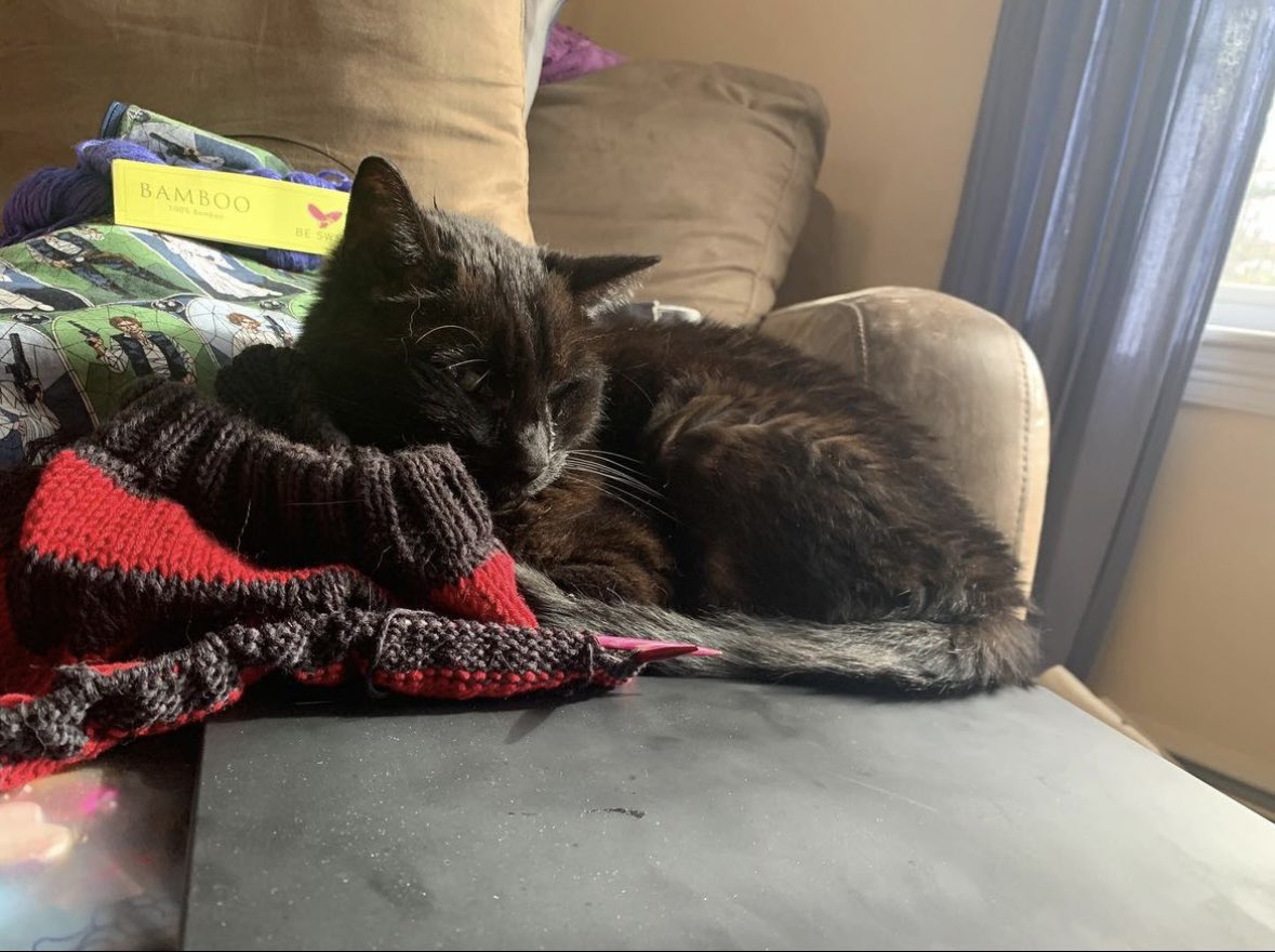 windsweptknits's tweet photo. @kariebookish Sending emergency cat snuggles to you ���️ https://t.co/vjwv66QMKb