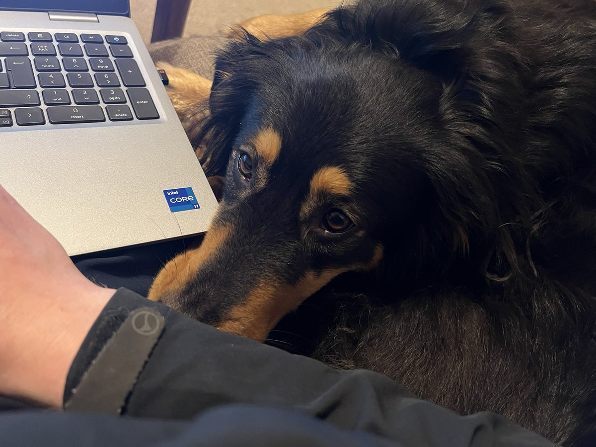 DogBramble's tweet photo. After every training session the boss has to write up a report, but as I keep telling him, giving me a fuss is clearly far more important and pressing. #fussmenow #dogtraining @NNPMRT @MRSearchDogsEng https://t.co/cLAs3yYCjr