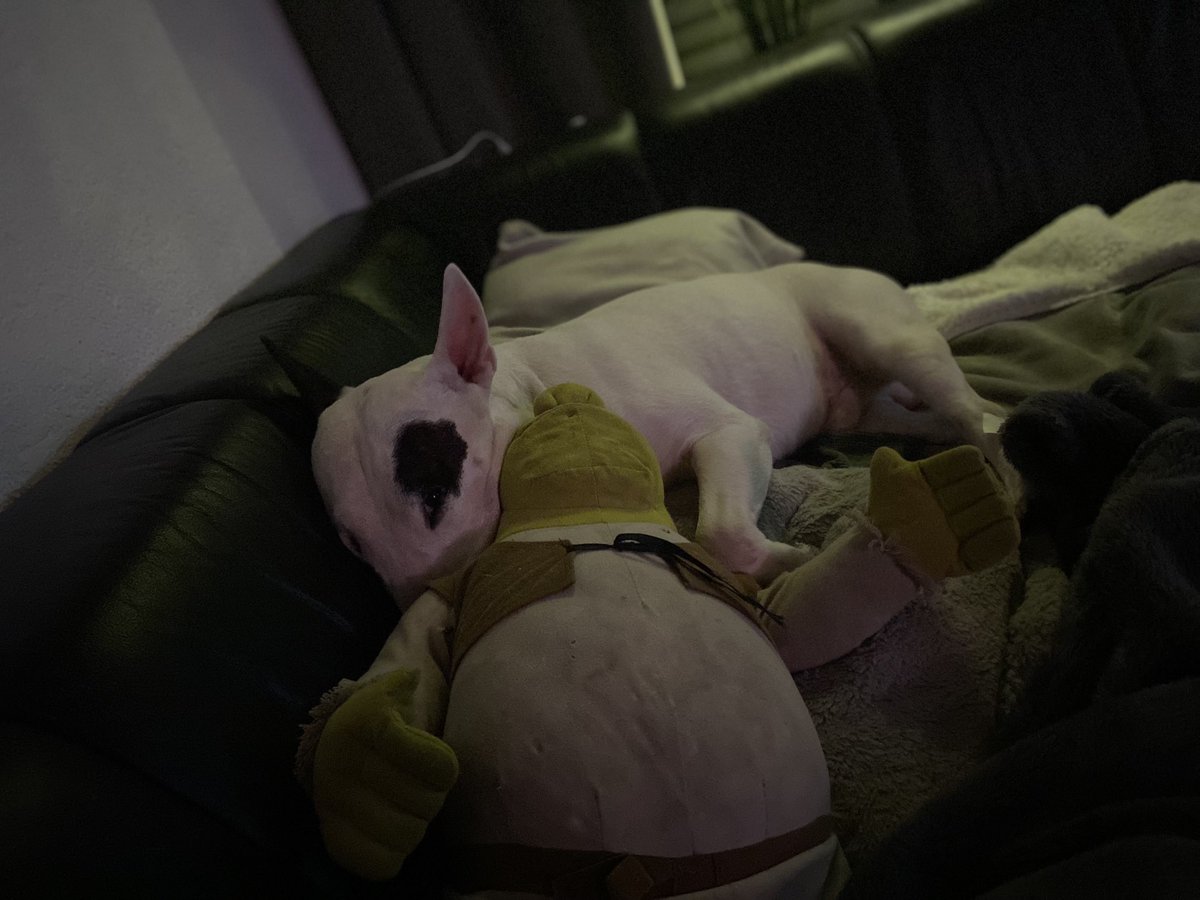 stefansoberg's tweet photo. Pals, we are late… weather was terrible to make photos or videos. Tomorrow Murphy has to rest on the sofa and i‘ve had a meeting with Einstein - Grandparents have to have a eye on him in the big yard. More tomorrow! https://t.co/WMX2kHoiDu