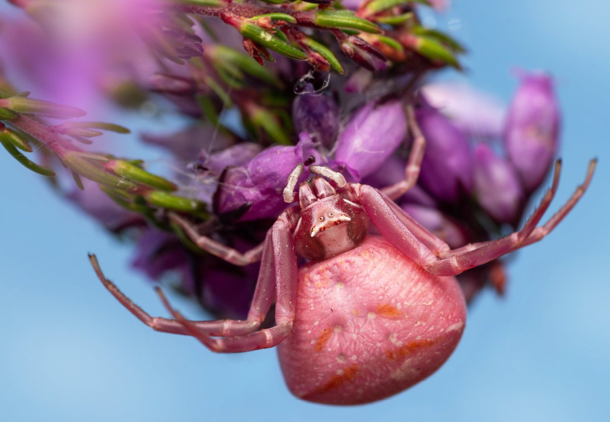 Luke D Chambers (@macrochambers) on Twitter photo A female Heather Crab Spider (Thomisus onustus), poised and ready to strike an unsuspecting visitor. One last attempt at gaining energy to produce an egg sac.
<a href="/SurreyWT/">Surrey Wildlife Trust</a> <a href="/WildlifeTrusts/">The Wildlife Trusts</a> <a href="/WildlifeMag/">BBC Wildlife</a> <a href="/BBCEarth/">BBC Earth</a> #macro #Spider #macrophotography #wild #earthcapture <a href="/BritishSpiders/">BAS</a> A female Heather Crab Spider (Thomisus onustus), poised and ready to strike an unsuspecting visitor. One last attempt at gaining energy to produce an egg sac.
<a href="/SurreyWT/">Surrey Wildlife Trust</a> <a href="/WildlifeTrusts/">The Wildlife Trusts</a> <a href="/WildlifeMag/">BBC Wildlife</a> <a href="/BBCEarth/">BBC Earth</a> #macro #Spider #macrophotography #wild #earthcapture <a href="/BritishSpiders/">BAS</a>
