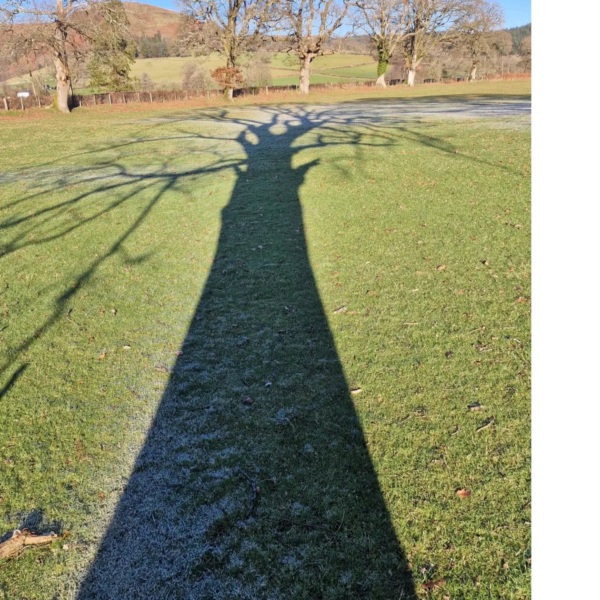 Fabulous tree shadows today, totally absorbing mine.
