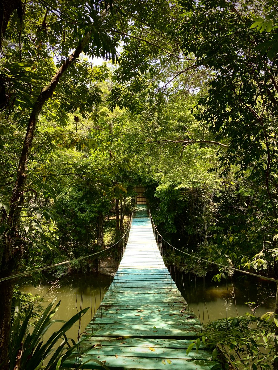 MyBelizeBox's tweet photo. Good morning, #Belize! 🇧🇿🌳
.
.
📸 @ Edwin Castro
.
.
#mybelizebox #goodmorning #belize #goodmorningbelize #RioBlanco #rioblanconationalpark #toledodistrict #nature #travelbelize #visitbelize #caribbean #luxurytravel https://t.co/SkOMvDFjyU