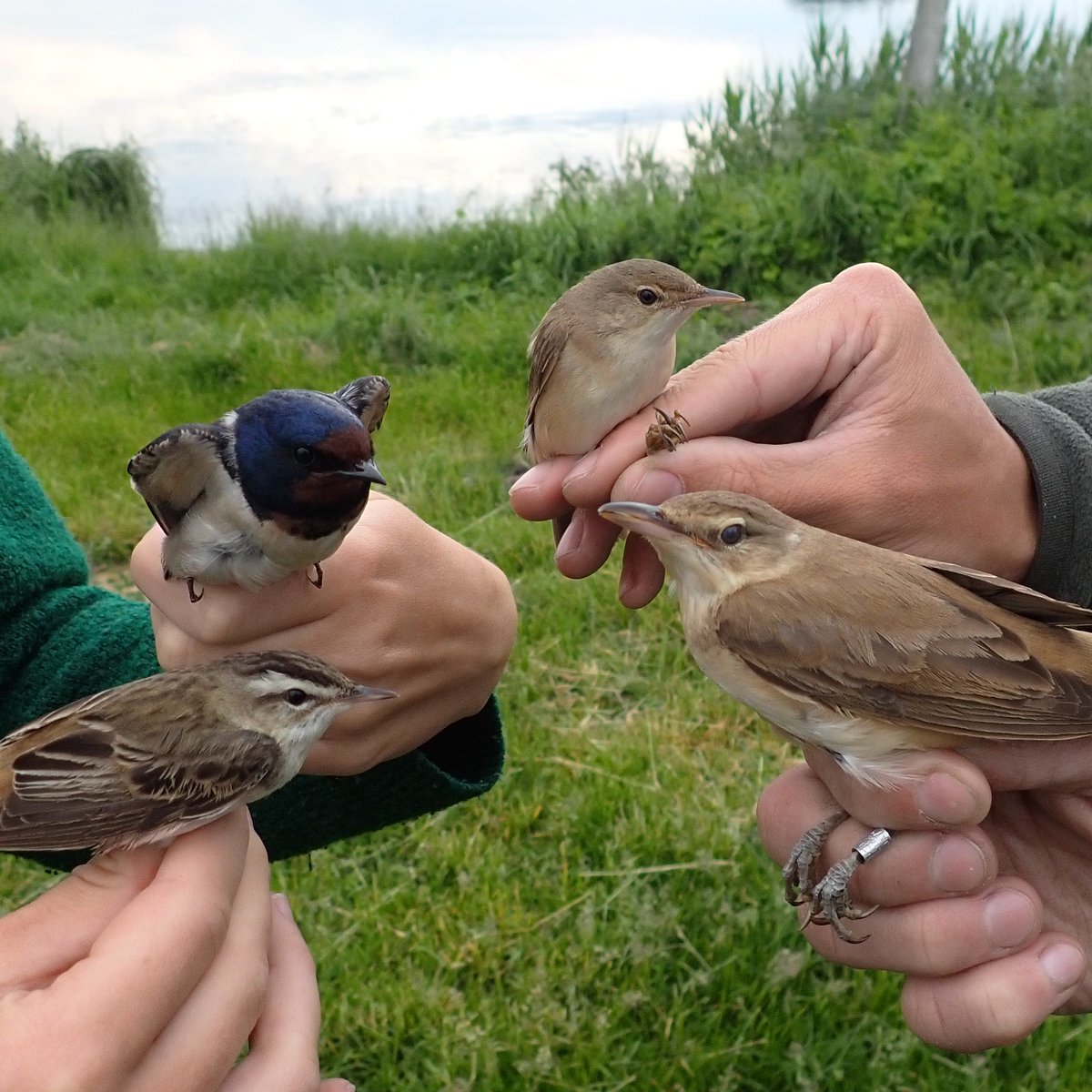 AviSample Network tweet media