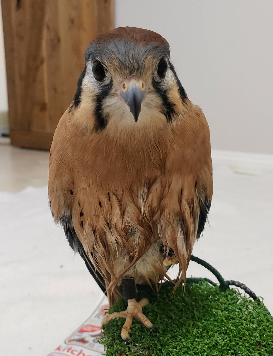 Remy is fresh out of the bath and ready for today's presentations. 
#Remy #AmericanKestrel #EducationBird #BirdSmart  #BeaverhillBirds