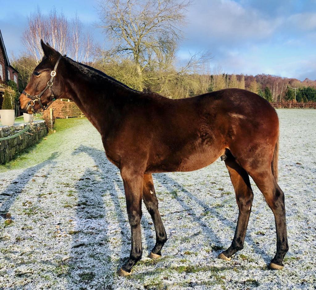 ✨@GoffsUK January Sale✨
.
Lot 111 Bay Colt (GB)
12th March 2022
.
Passing Glance x Valleyofthedolls
.
goffsuk.com/sales-results/…

#JanuarySale #GoldfordGrads