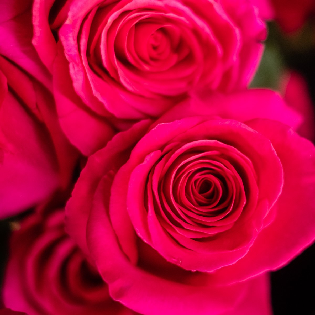 smithfloral's tweet photo. Stop and smell the roses, but don't forget to order some for that special someone. Shop now at Smith Floral &amp; Greenhouses. https://t.co/3U7t0kBOFv