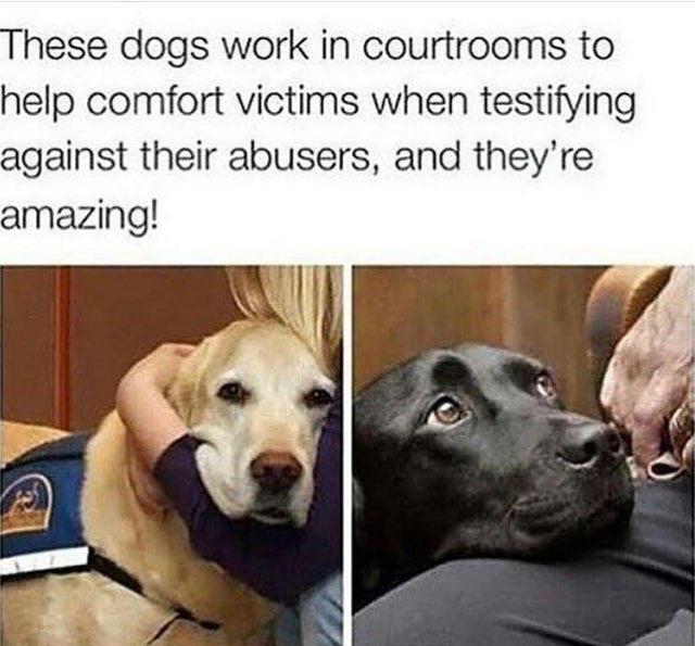WholesomeMemes (@wholesomememe) on Twitter photo 