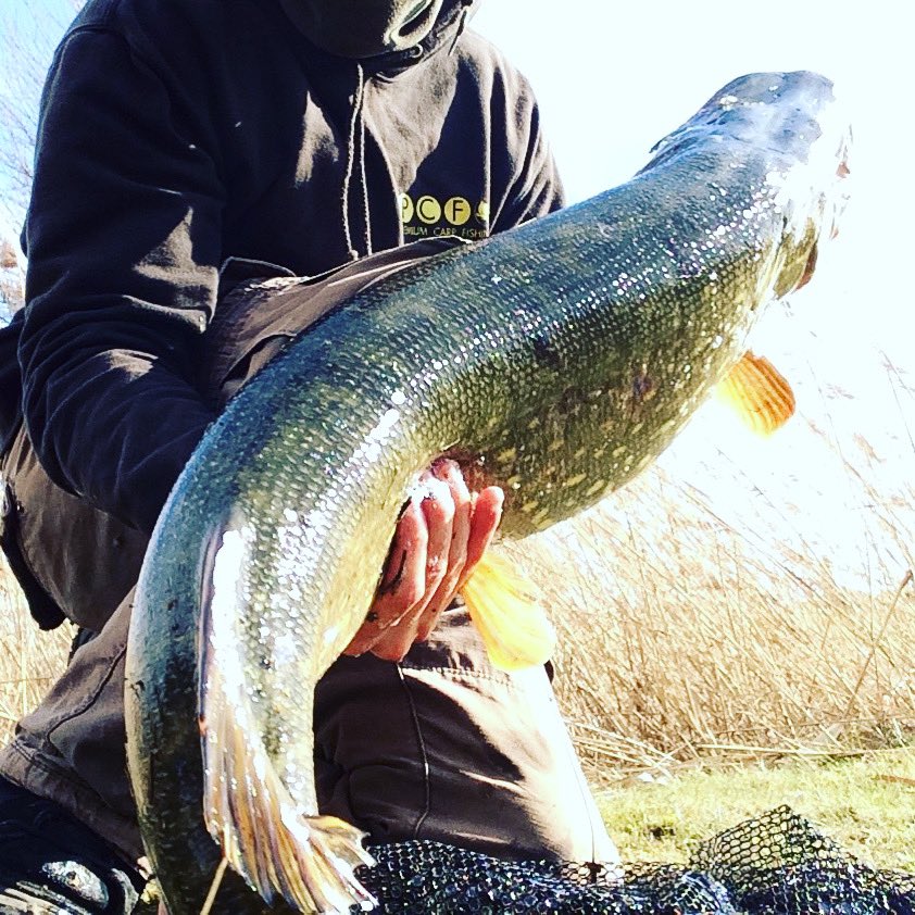 OfficialPFW's tweet image. Was looking through some pics from a little while ago. The bloody back on this unit eh! A beast like this again this season would be peachy. 🐊 #esox #pike #predatorfishing