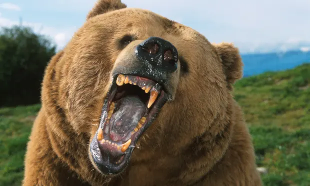 Mike27356894's tweet photo. Why I (Mike) would be able to beat a bear in combat, a thread 🧵✨ https://t.co/G52igF9psy
