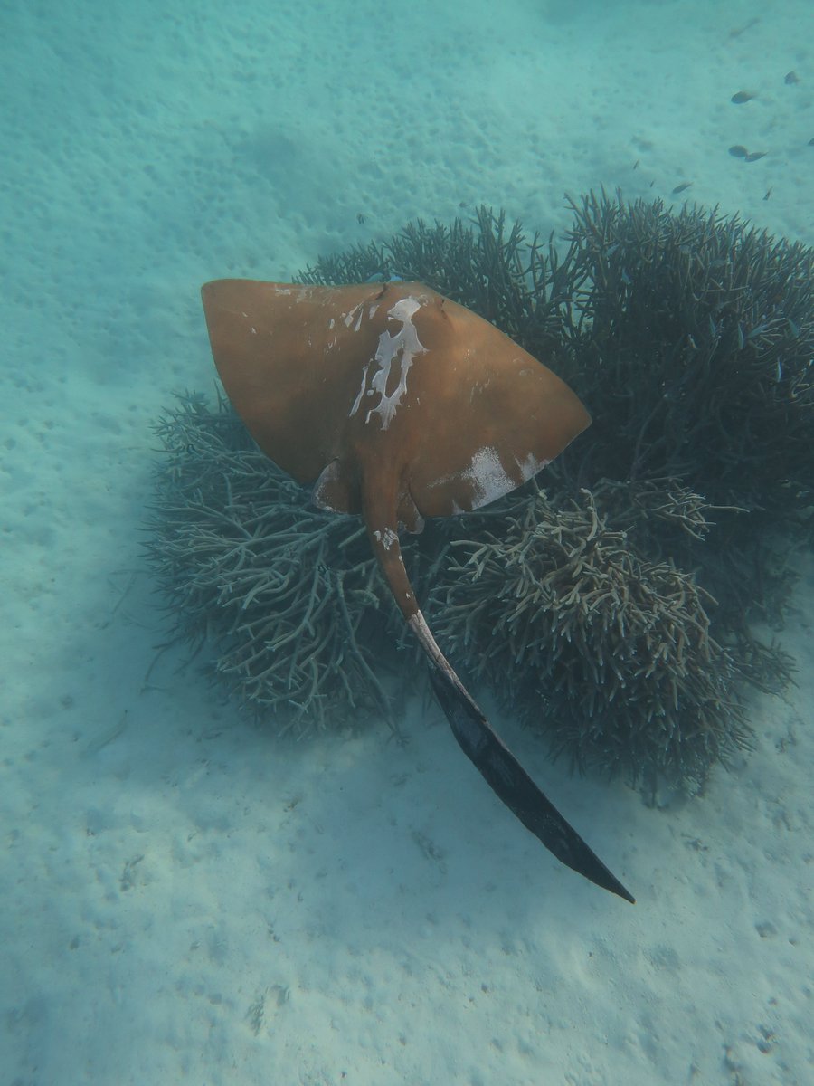 New #sharkscience led by @SammSherman27 shows that 59% of sharks and rays that spend some or all of their lives on coral reefs have an elevated risk of extinction. And rays are more threatened than sharks. nature.com/articles/s4146… #sharkconservation @jcu @IUCNShark @OceaniaSharks