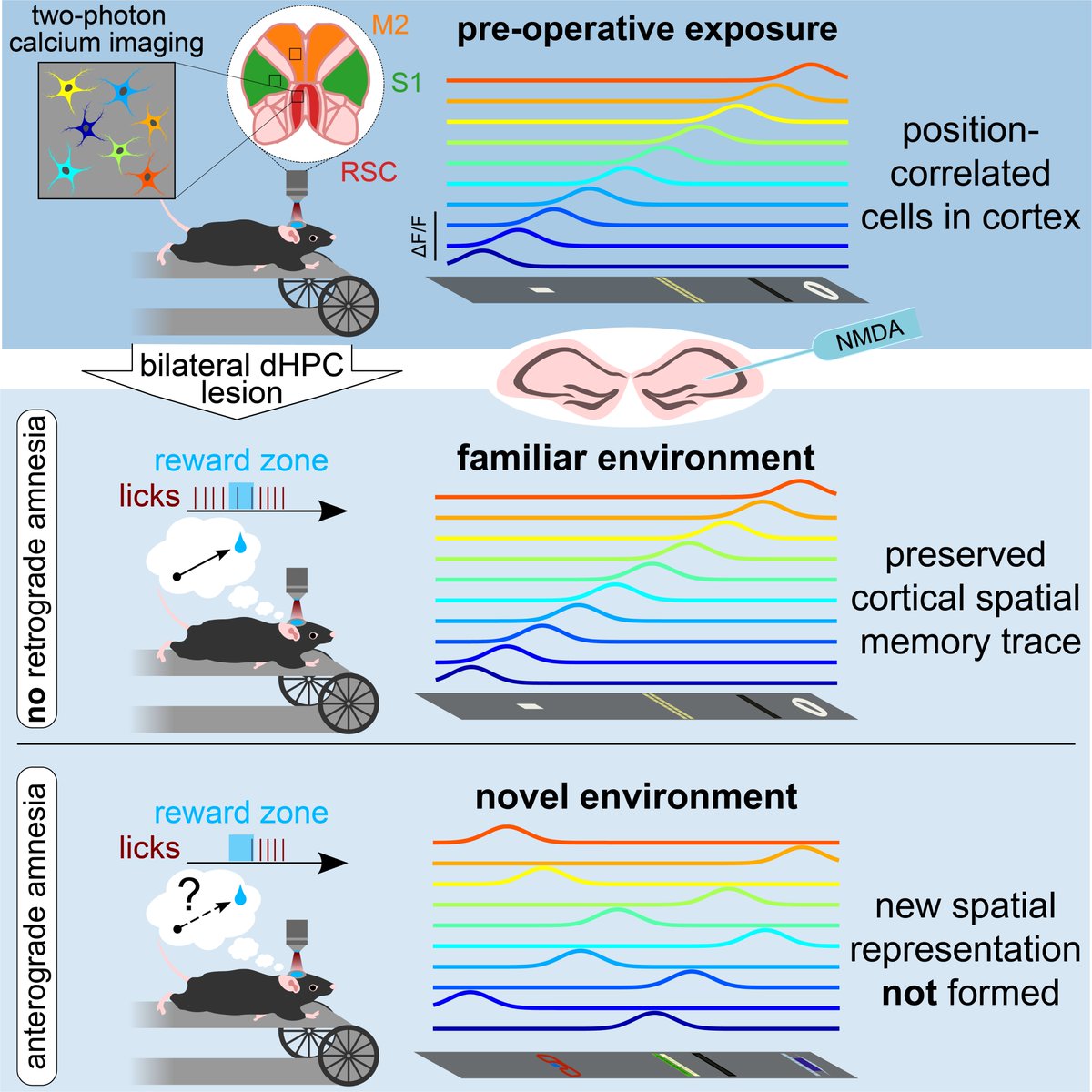 hr_chang's tweet photo. 1/ Excited to share our latest study led by my great friend Dr Ingrid Esteves
https://t.co/eMiZXVGsRK
Are spatial memories ever consolidated into cortex? Lesion studies have shown us the answer is “no”. Surprisingly, our findings under 2-photon suggest otherwise. Summary below: https://t.co/a8iBDFekhv
