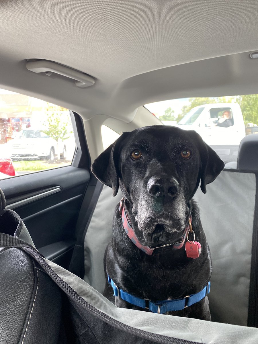 drktsciencelady's tweet photo. @ellielouise_d This is Annie. She demands a french fry tax. https://t.co/zaiKABhlz8