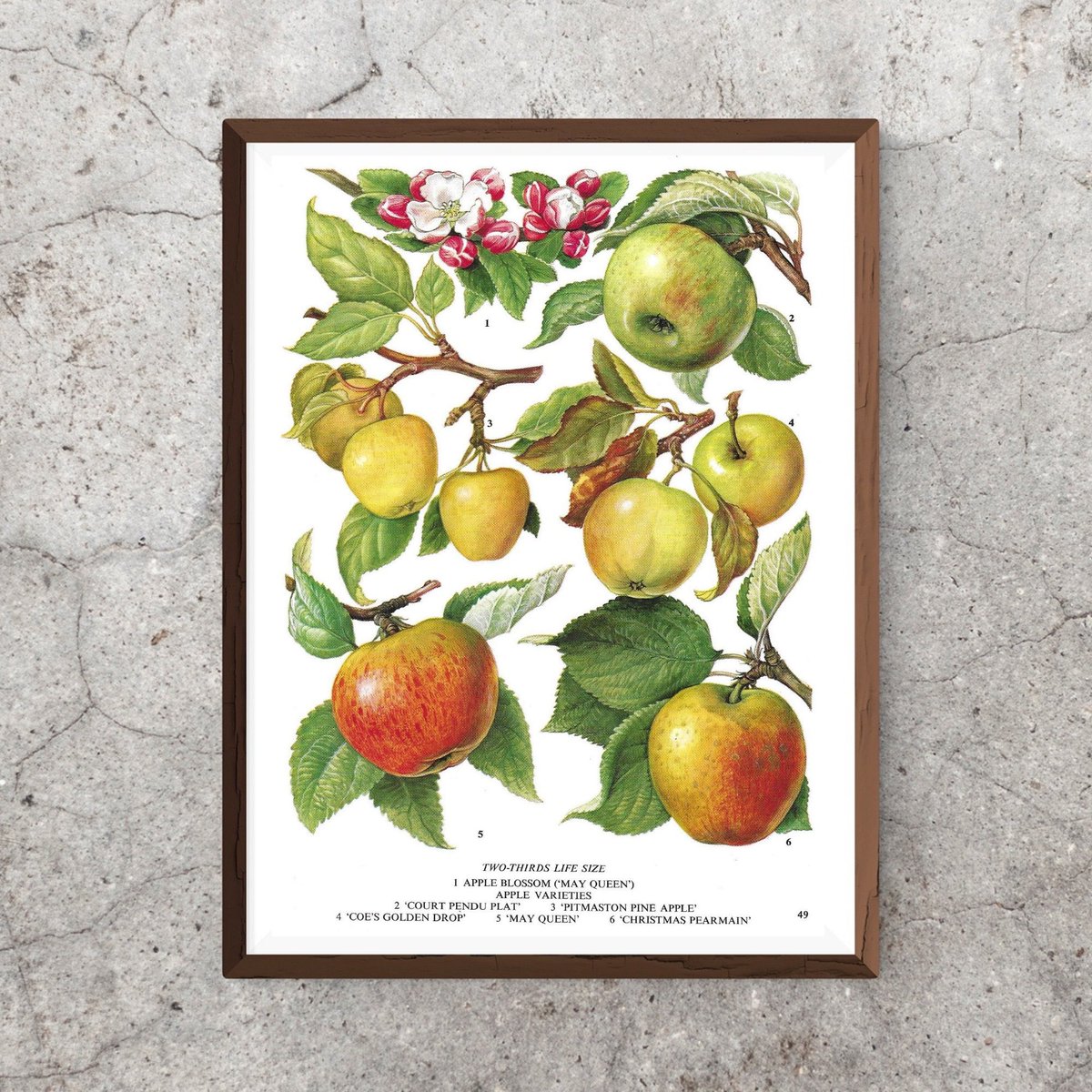 IvyandEva's tweet photo. Excited to share this item from my #etsy shop: Apples, Apple Blossom, Vintage Fruit Print, Botanical Print, Book Plate, Vintage Print, Book Page, Food, Kitchen Print, Kitchen Apple Decor https://t.co/rKOLBoh6Ye
#kitchendecor #vintageprint #vintagefruit #appleprint #apples #etsyuk https://t.co/YPP6kNAMVP