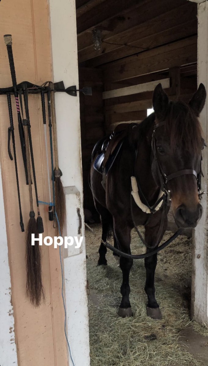 AshwellStable's tweet photo. HONOR UP (NY) enjoying Fox Hunting ✨🦊 @JohnRothell1 #AshwellGrad https://t.co/3m9Gcye2by