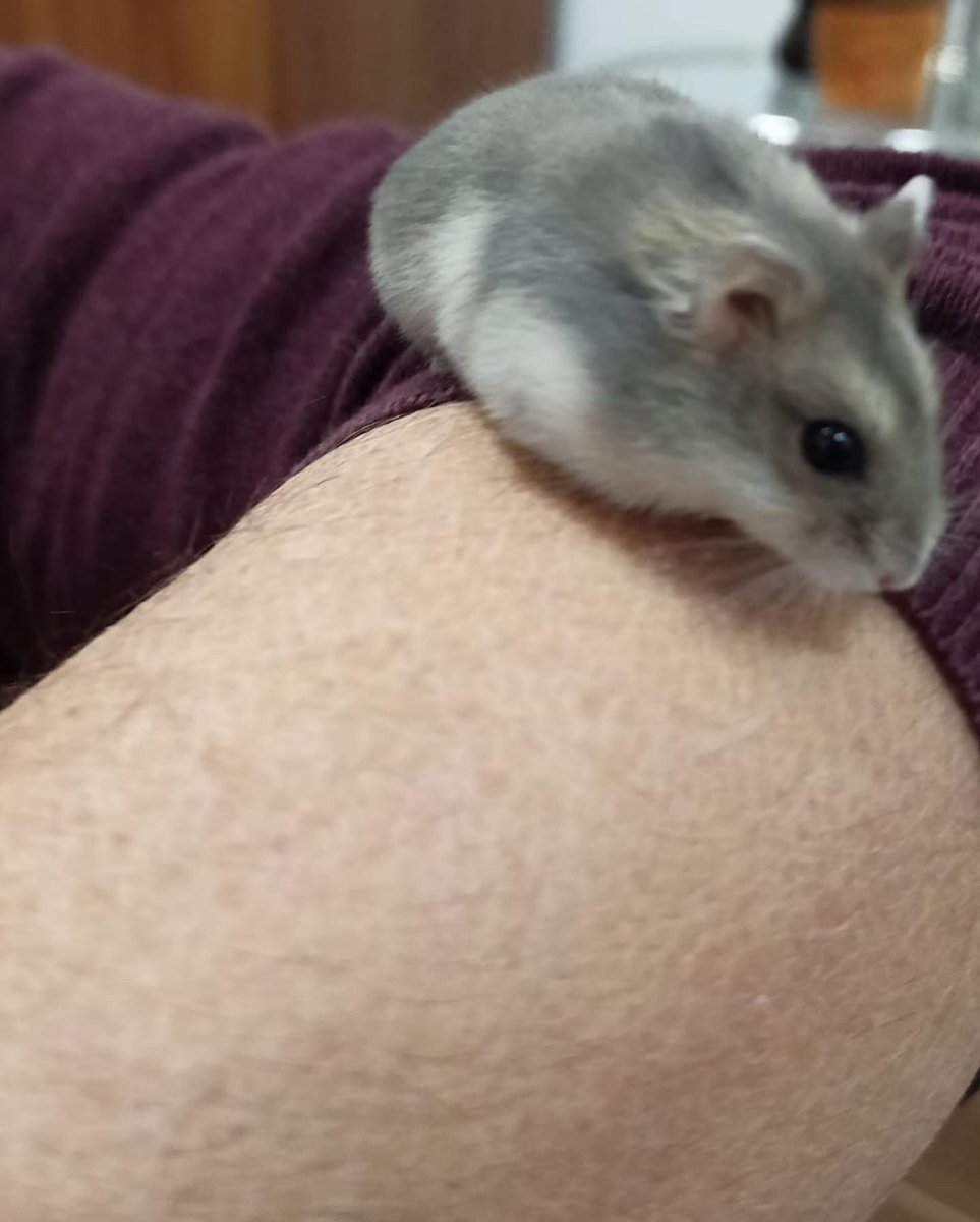 AlboresMurcia's tweet photo. Tenemos un nuevo inquilino en OCÉANO. Un ser diminuto que andaba buscando comida. L@s chic@s han deseado cuidarlo. Le hemos puesto una casita especial para él, comida y agua, y un parquecito para que juegue. Hay que ver, cómo se vuelcan l@s cri@s con esta mascota. #proyectooceano https://t.co/qQuCaeFiKy