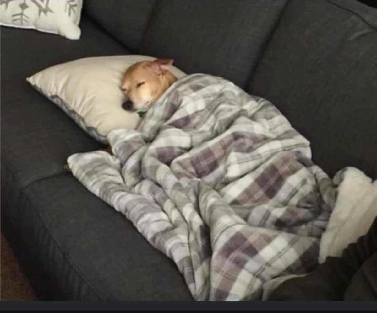 Dog Lovers tweet media