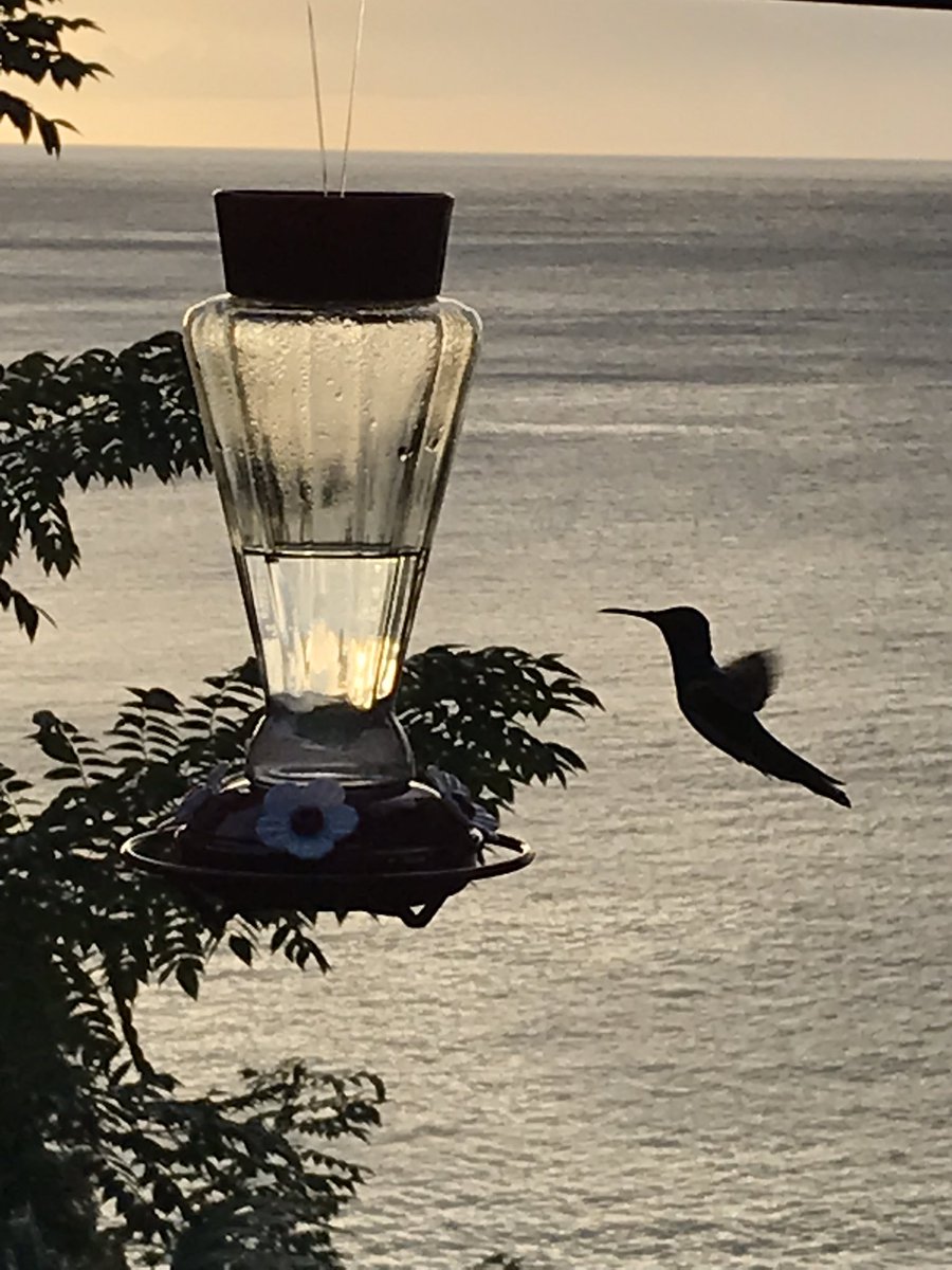 Berksbeer's tweet photo. Joined by hummingbirds for evening cocktails as the sun goes down. Happy. #tobago #castara https://t.co/11pqmeY9E2