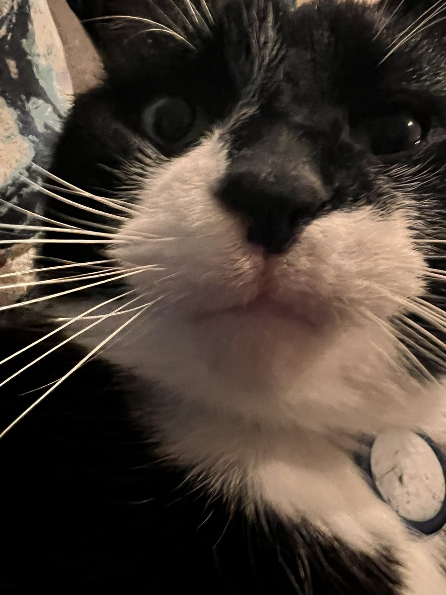 Peterobe's tweet photo. @michaelscat2 Angus close up https://t.co/WOdu1Zubni