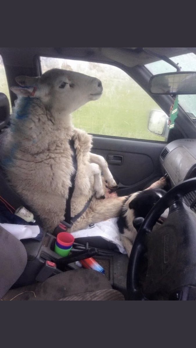 AlanFinn16's tweet photo. Wills sheep on the way to pick him up from the airport #LoveIsland https://t.co/wr0B0SiNAb