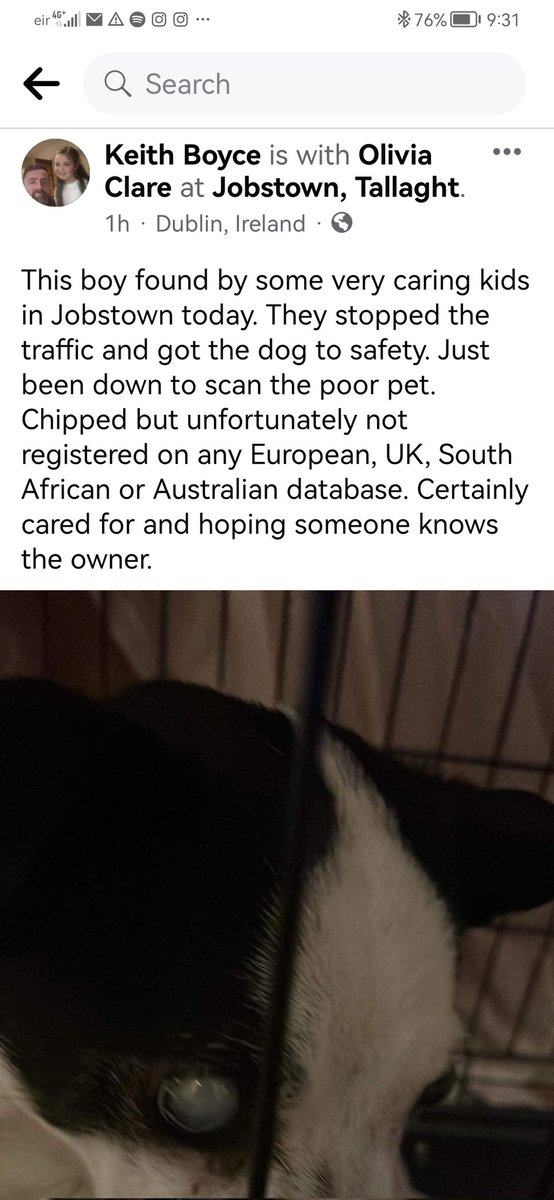 JobstownSCP's tweet photo. On my way home today I came across two students from @SaintThomasSNS &amp; Two students from @SaintThomasJNS  assisting a blind dog. The boys stood on the road and waved cars around him so he would not be harmed ❤️. Dog is safe and warm for the night.  #thisisjobstown #Jobstown https://t.co/n0Qa29Y5Wp