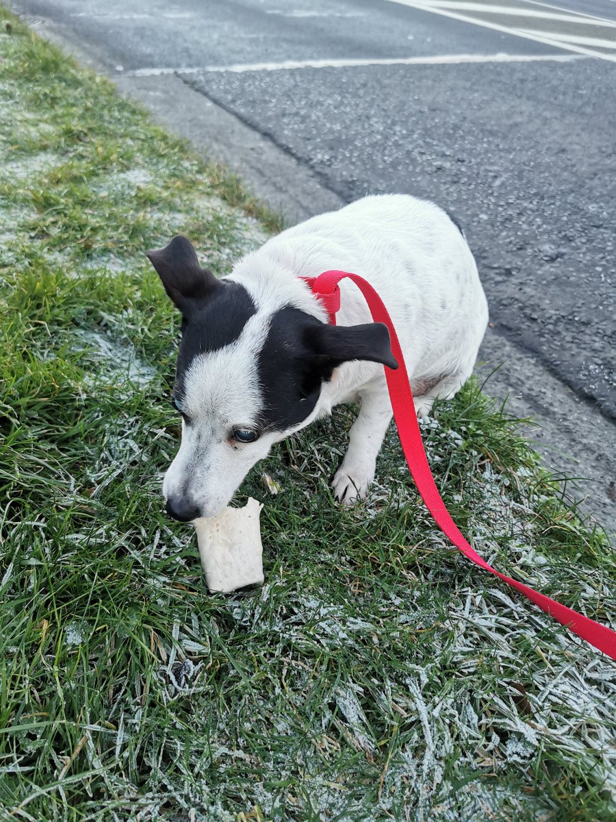 JobstownSCP's tweet photo. On my way home today I came across two students from @SaintThomasSNS &amp; Two students from @SaintThomasJNS  assisting a blind dog. The boys stood on the road and waved cars around him so he would not be harmed ❤️. Dog is safe and warm for the night.  #thisisjobstown #Jobstown https://t.co/n0Qa29Y5Wp