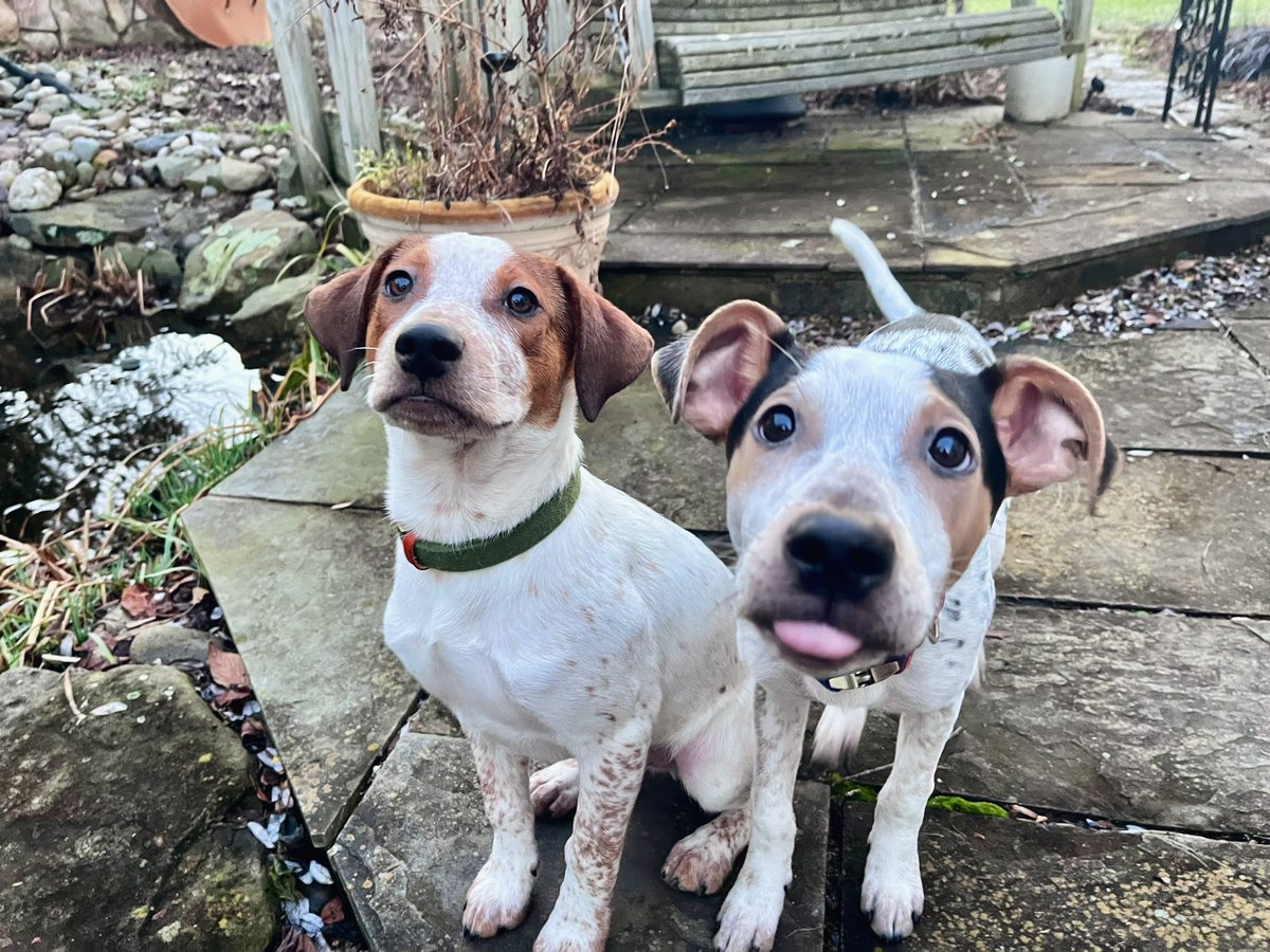rwilderr's tweet photo. Puppies https://t.co/7FZNKSLUIt