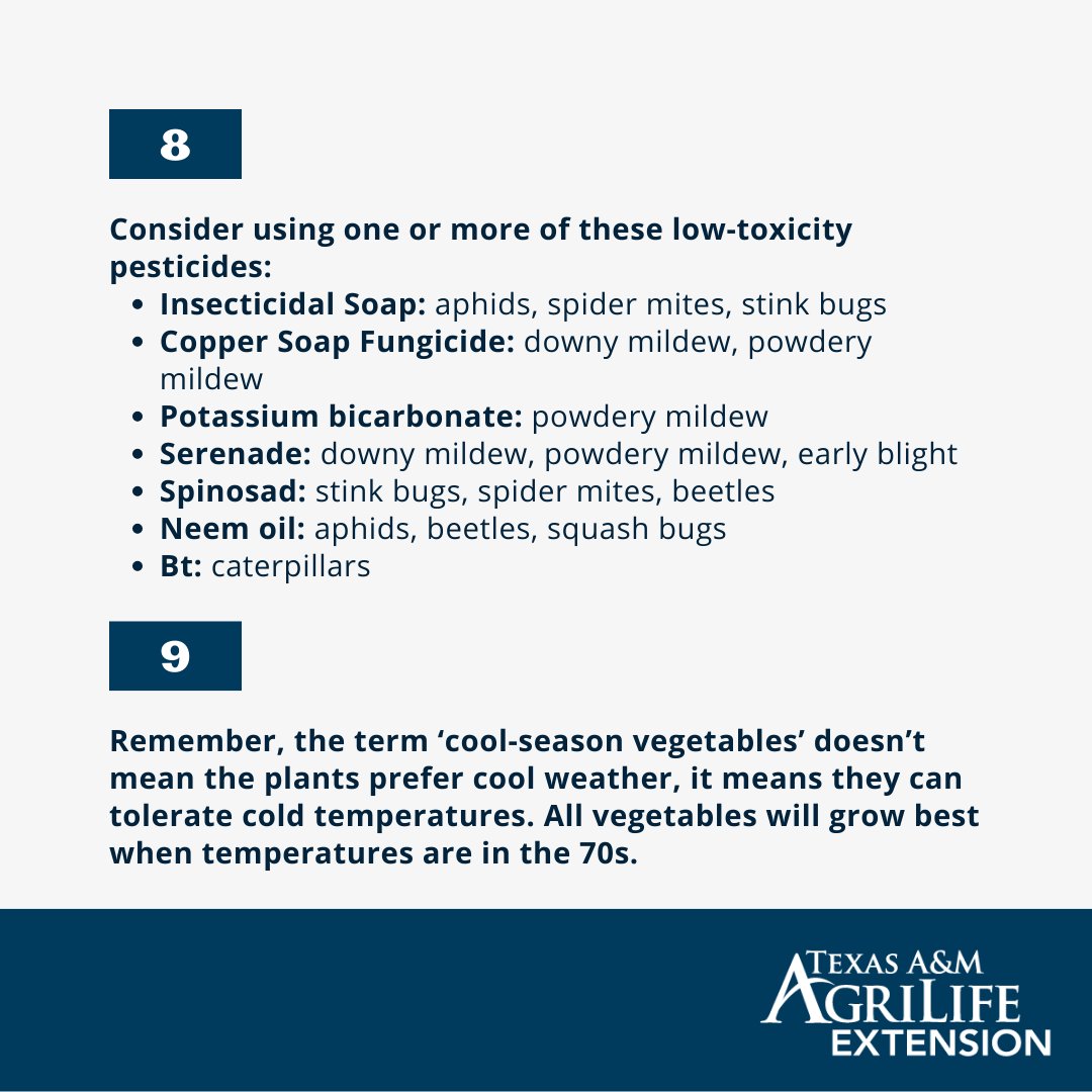 Do you want to know more about cool-season vegetables? Dr. Joe Masabni, Extension Vegetable Specialist, has created this helpful fact sheet for you!
For more information, please visit: aggie-horticulture.tamu.edu/vegetable/easy…