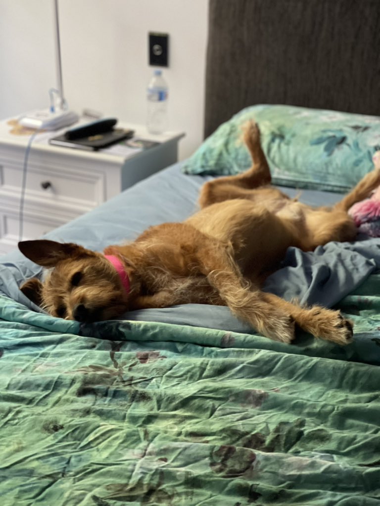 Feeling cute…might delete later 🥰 #ZSHQ #DogsOnTwitter #dogsoftwitter