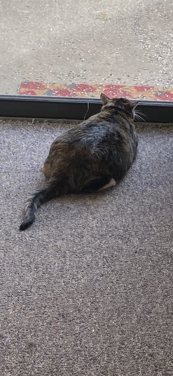 m_tchell_'s tweet photo. Me: yeah Pepinas getting really big” dad: she didn’t look that big last time I saw her” me *shows him this picture* dad: oh... she is getting big” 😭💀 https://t.co/RawTUR3rf3