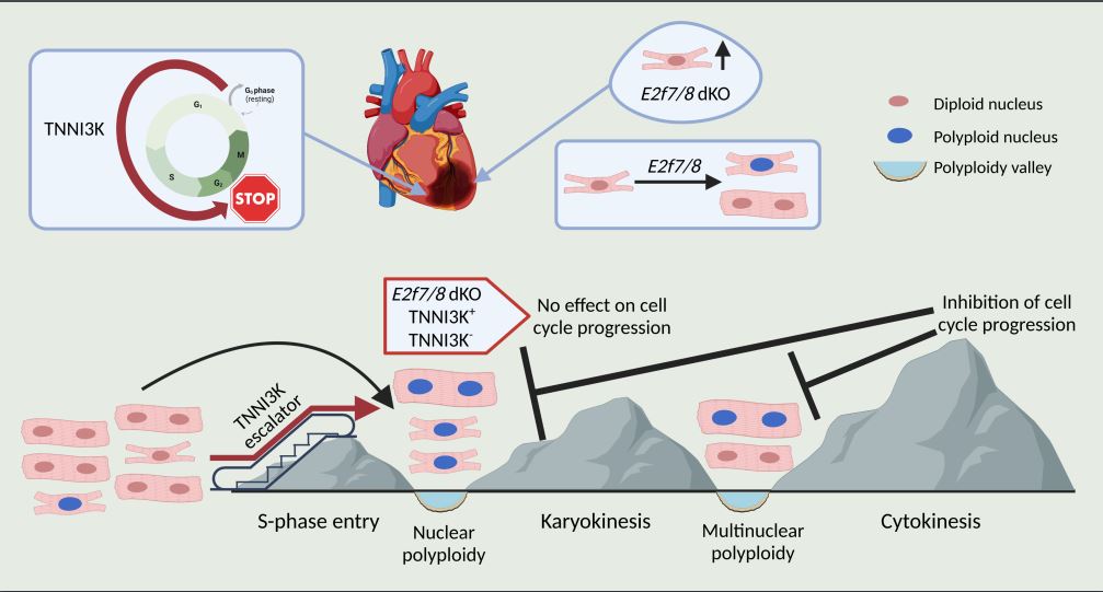 CircAHA's tweet photo. #Editorial: Cardiomyocyte proliferation requires more than S-phase entry and loss of polyploidization #AHAJournals https://t.co/wVcklAQrHv https://t.co/ryd7TaY300