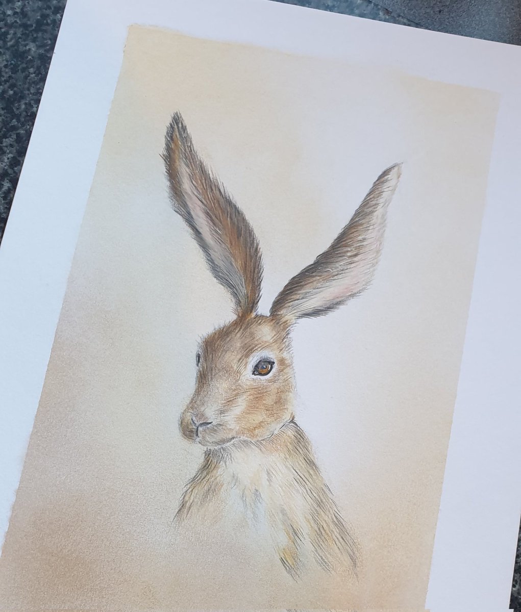 Hare portrait #colouredpencilart
@RossSykes117 @paulcoombes844