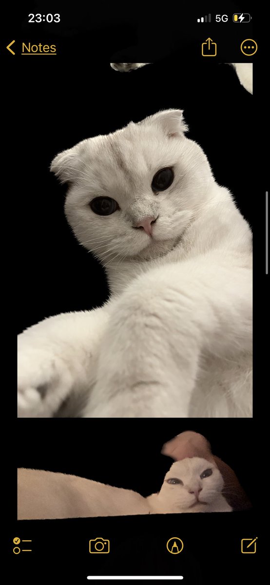 l_dvsn's tweet photo. pour trouver des photos détourés de mon chat ? https://t.co/LHjsAHKURC